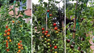 Top 3 Cherry Tomatoes You NEED to Grow [upl. by Luca]