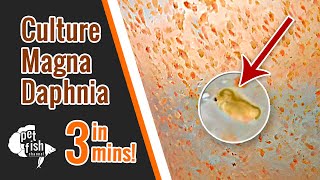 How to culture DAPHNIA MAGNA  The easy way [upl. by Nylyahs]