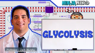 Metabolism  Glycolysis [upl. by Yentruoc]