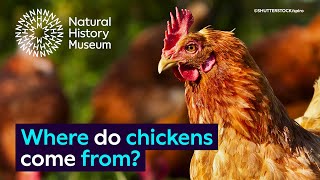 Where do chickens come from  Surprising Science [upl. by Engelbert365]