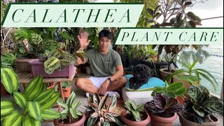 Calathea Plant Care  Prayer Plant Guide and tips [upl. by Sinnelg]