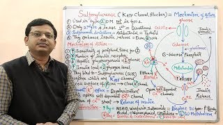 Diabetes Mellitus Part10 Mechanism of Action of Sulfonylurease  Antidiabetic Drugs  Diabetes [upl. by Jill]