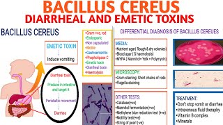 Bacillus Cereus  Emetic and Diarrheal toxins  Food poisoning  Pathogenicity  DiagnosisampTreatment [upl. by Egwan]