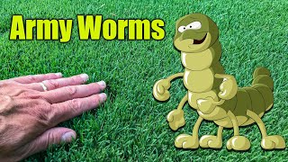 How to Kill Army Worms in the Lawn [upl. by Rothenberg590]