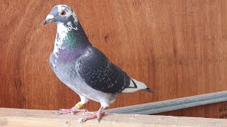 Pairing my pigeons for breeding [upl. by Adley378]