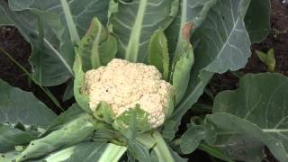 How to Harvest Cauliflower [upl. by Haelahk]