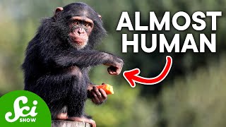 How Humans Are Almost Identical to Chimps According to DNA [upl. by Eeliram]