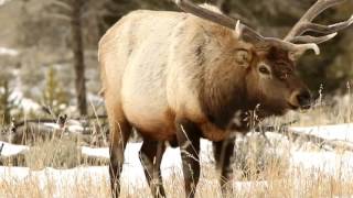 Elk Diet and Feeding Habits [upl. by Atiekram]