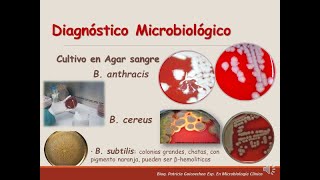 Bacillus anthracis y cereus [upl. by Aitnauq]