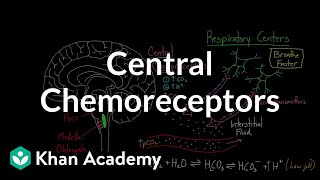 Central chemoreceptors  Respiratory system physiology  NCLEXRN  Khan Academy [upl. by Andromache615]