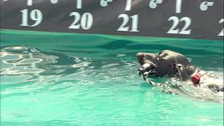 The 2021 Purina Pro Plan Incredible Dog Challenge 1st Place Results  Diving Dog Competition [upl. by Tace]