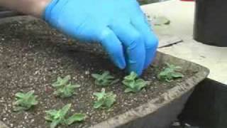 Propagating Plants from Cuttings [upl. by Nagy]