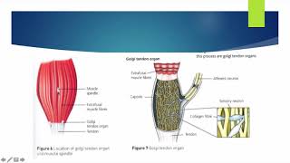 Alevel PE  Proprioceptive Neuromuscular Facilitation  Anatomy amp Physiology [upl. by Edgerton]