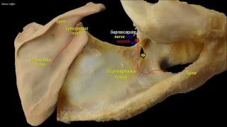 Osteology of the scapula [upl. by Hanoj]