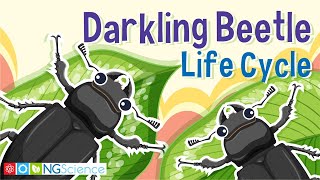 Darkling Beetle Mealworm Life Cycle [upl. by Suzzy]