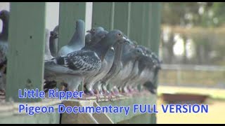 Little Ripper  Pigeon Racing Documentary [upl. by Bokaj]