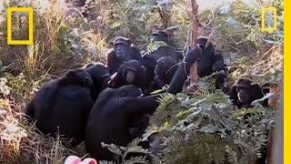 Chimps quotMournquot Nineyearolds Death  National Geographic [upl. by Nueoras932]