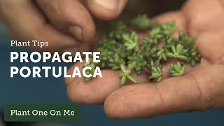 How to Propagate Portulaca — Ep 106 [upl. by Annawyt]