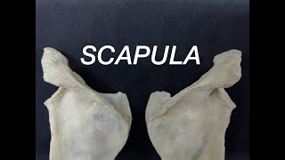 SCAPULA  GENERAL FEATURES AND ATTACHMENTS [upl. by Enair]