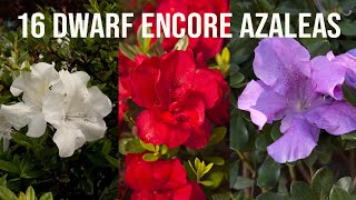 🌺16 Dwarf Encore® Azaleas [upl. by Ano494]