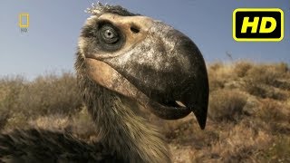 Depredadores Prehistóricos 2007  2009 quotLas Aves del Terrorquot National Geographic HD [upl. by Teodoro940]