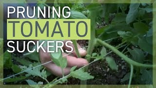 Pruning Removing Tomato Suckers [upl. by Bowe180]