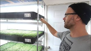 Cheap and Easy Microgreens Set up You Wont Believe the Results [upl. by Kowtko]