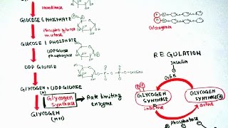 Glycogenesis [upl. by Gracia]