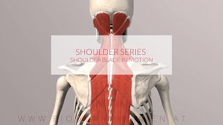 Shoulder Blade in Motion Shoulder Series Part 4 3D Animation [upl. by Taam342]