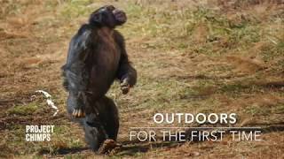 Chimps Go Outdoors for the First Time [upl. by Cinda]