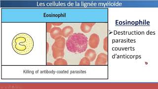 Organes et Cellules du Système Immunitaire [upl. by Asilim]