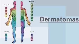 Dermatomas y miotomas Neurorehabilitación [upl. by Yruama733]