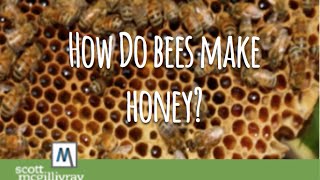 How Do Bees Make Honey [upl. by Bloom]