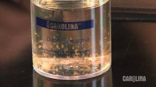 How to Care for Daphnia [upl. by Anaiuq]