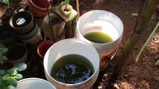 How to grow Green Water Algae [upl. by Bozuwa]