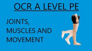 OCR A Level PE  Joints Muscles and Movements [upl. by Karlen]