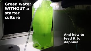 Green Water WITHOUT a Starter Culture  From Scratch  How To [upl. by Anigue]