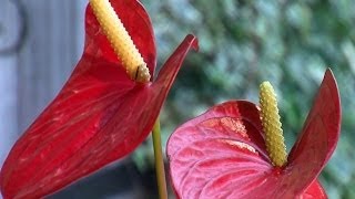 🌺 Comment prendre soin de votre Anthurium à la maison 🌱 [upl. by Andromede858]