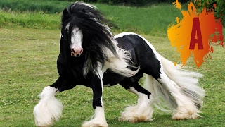 10 Most Beautiful Horse Breeds In The World [upl. by Aihpledalihp]