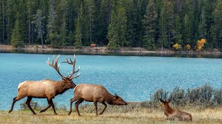 Magnificent Bull During the Elk Rut [upl. by Omissam546]