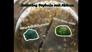 How To Culture Daphnia and Moinas using Green Water Spirulina powder [upl. by Sascha]