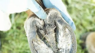 Identifying and Treating Thrush in Horses [upl. by Elda80]