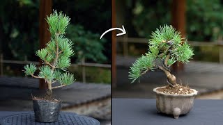 Creating a Pine Bonsai [upl. by Airbmat525]