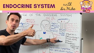 Overview of the Endocrine System [upl. by Francine]