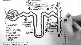 Nephron Function [upl. by Bunow239]