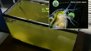 Raising Daphnia for the Freshwater Aquarium [upl. by Enale]