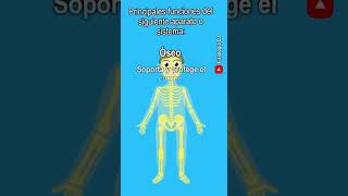 Aparatos y sistemas del cuerpo humano  ¿Cuales son las funciones del sistema oseo [upl. by Scurlock]