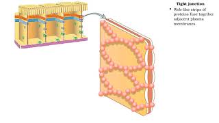 Type of Cell Junctions  Tight and Adherens Junctions [upl. by Darill]