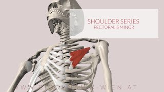 Pectoralis Minor Shoulder Series Part 12 3D Animation [upl. by Nyladnewg]