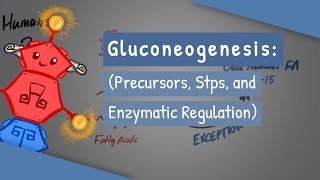 Gluconeogenesis [upl. by Kelula396]